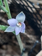 Thelymitra brevifolia