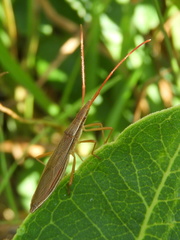 Protenor belfragei
