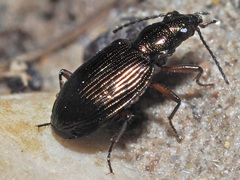 Bembidion punctulatum