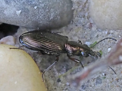 Bembidion punctulatum