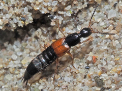 Philonthus rubripennis