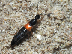 Philonthus rubripennis