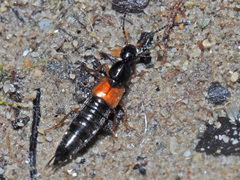 Philonthus rubripennis