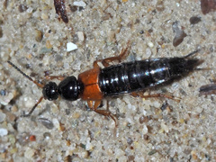 Philonthus rubripennis