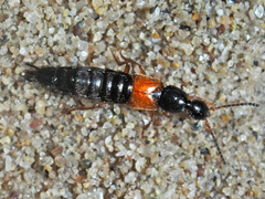 Philonthus rubripennis