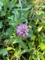 Trifolium pratense