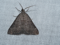 Dichromodes indicataria