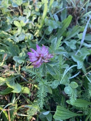 Trifolium pratense