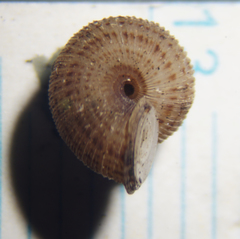 Annulariidae