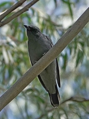 Edolisoma tenuirostre