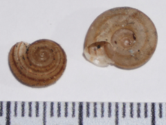 Averellia coactiliata