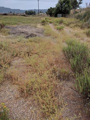 Centromadia parryi australis