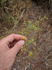 Centromadia parryi australis
