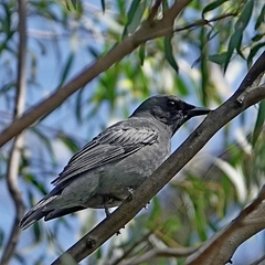 Edolisoma tenuirostre