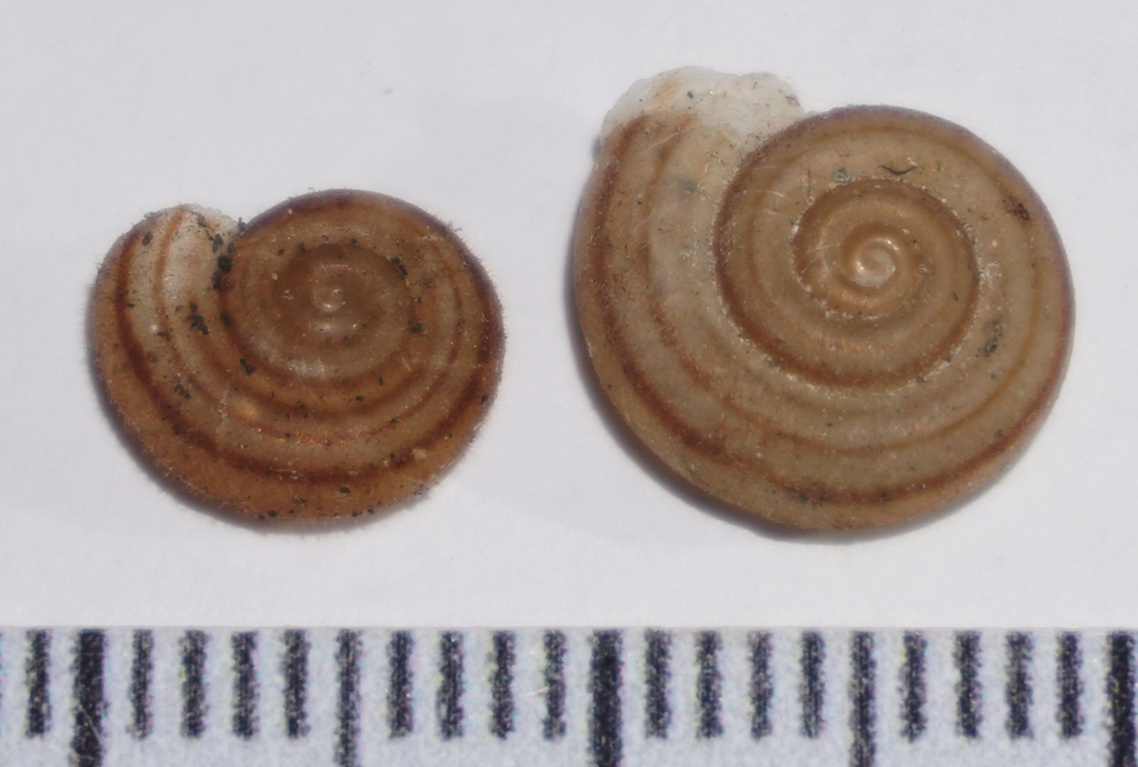 Miraverelliinae