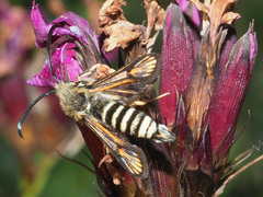 Bembecia ichneumoniformis