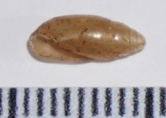 Streptostyla