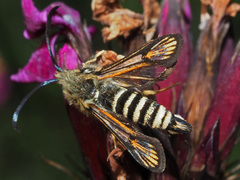 Bembecia ichneumoniformis
