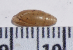 Streptostyla