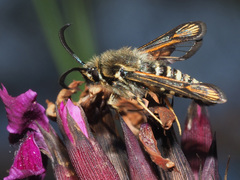 Bembecia ichneumoniformis