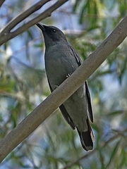 Edolisoma tenuirostre
