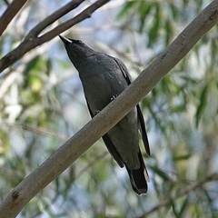 Edolisoma tenuirostre