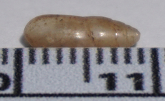 Streptostyla