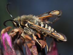 Bembecia ichneumoniformis