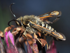 Bembecia ichneumoniformis