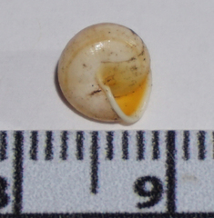 Helicina arenicola