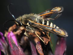 Bembecia ichneumoniformis