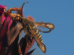 Bembecia ichneumoniformis