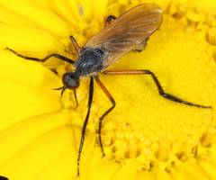 Empis pulchripes