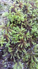 Dendroligotrichum tongariroense
