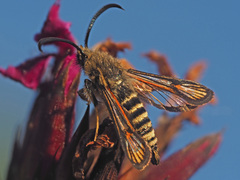 Bembecia ichneumoniformis