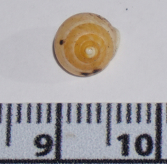 Helicina arenicola