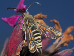 Bembecia ichneumoniformis