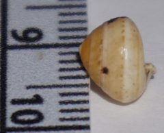 Helicina arenicola
