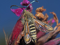 Bembecia ichneumoniformis