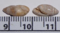 Streptostyla