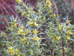 Thymelaea tinctoria