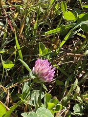 Trifolium pratense