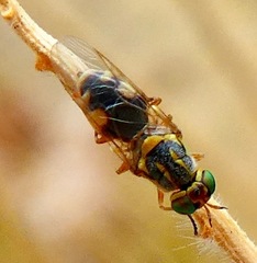 Euparyphus cinctus