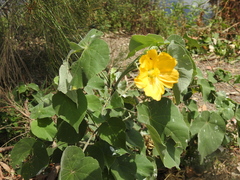 Abutilon albescens