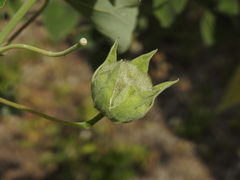 Abutilon albescens