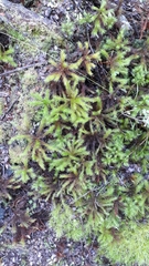 Dendroligotrichum tongariroense