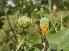 Abutilon albescens