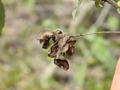 Abutilon albescens