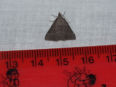 Dichromodes indicataria