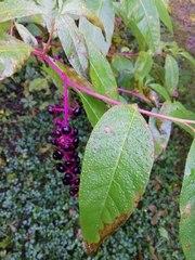 Phytolacca americana